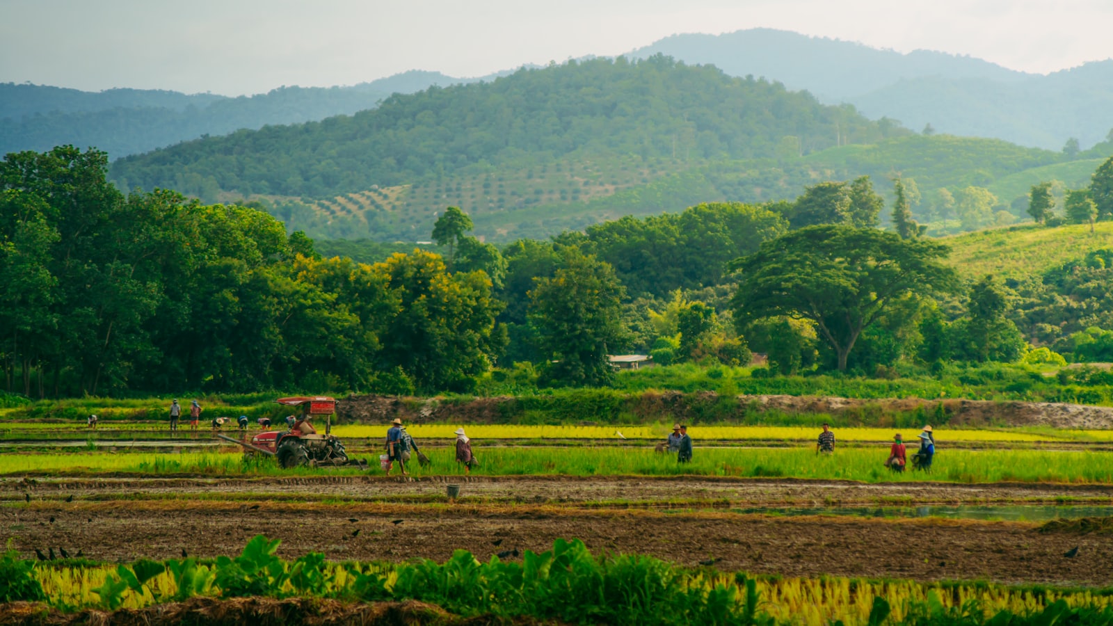 Green rice fields and misty mountains in rural Chiang Rai